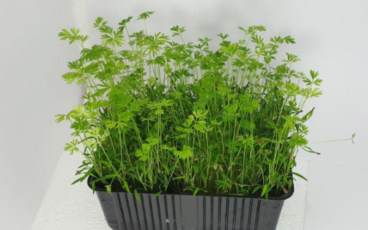 Микрозелень моркови XXL